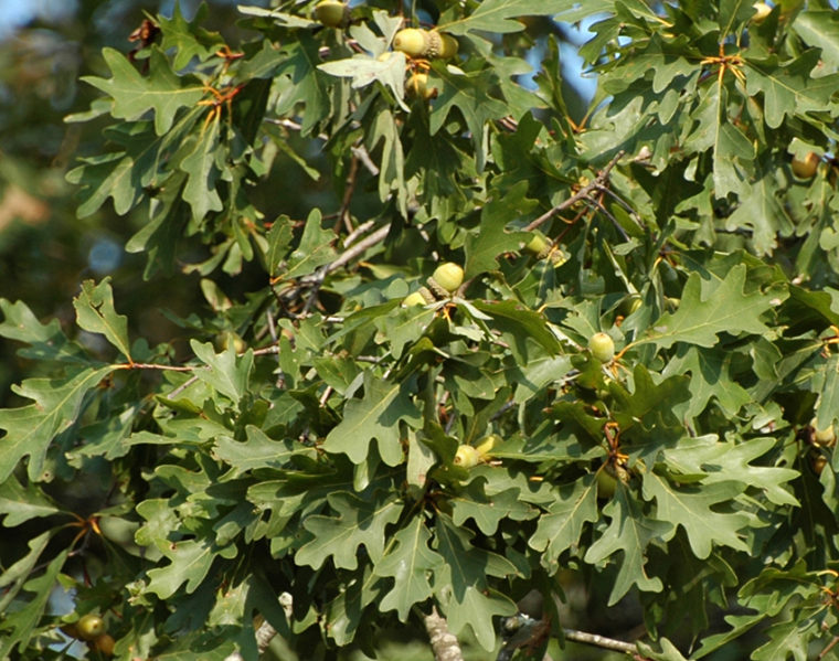 Excessive Oak Tree Acorns?