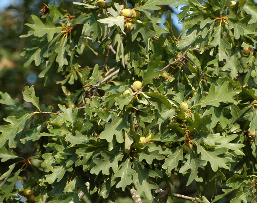 for-more-acorns-don-t-fertilize-oak-trees-maybe-cut-some-down