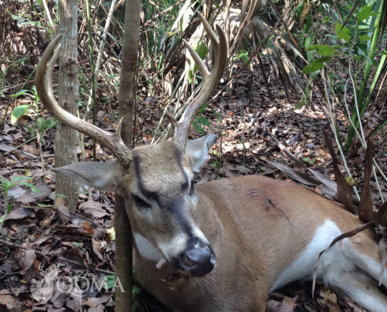 ancient whitetail genetics qdma lead 2 This Strange Buck Was a Throwback to Extinct Whitetail Ancestors