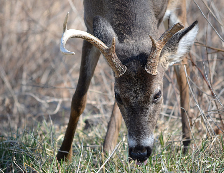 Oh Snap! Which Parts of Deer Antlers Break Most Often?