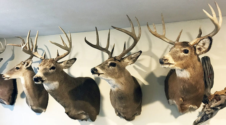 Antlers vs. Horns: What's the Difference?