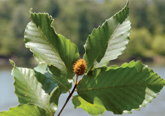 Know Your Deer Plants: American Beech | National Deer