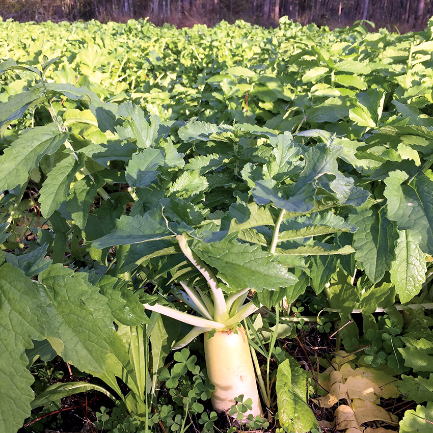 Break Down the Brassicas to Choose the Best for Your Food Plots | Deer Association