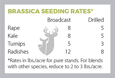 brassica seeding rates Break Down the Brassicas to Choose the Best for Your Food Plots