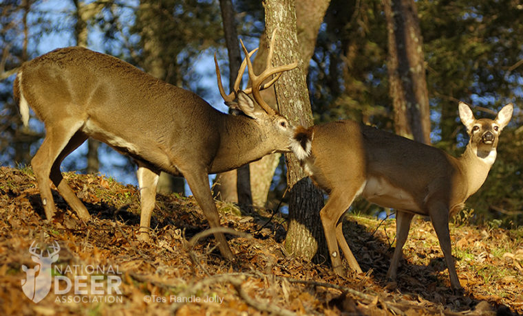 buck breeding success lead How Many Fawns Does the Average Buck Produce?
