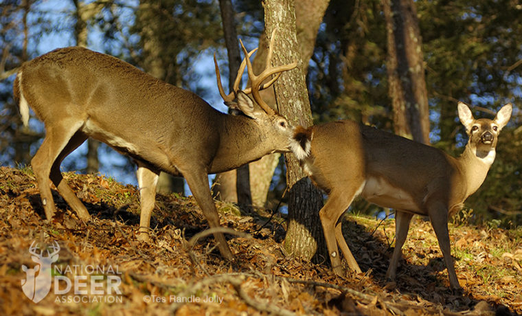 Doe and deals buck