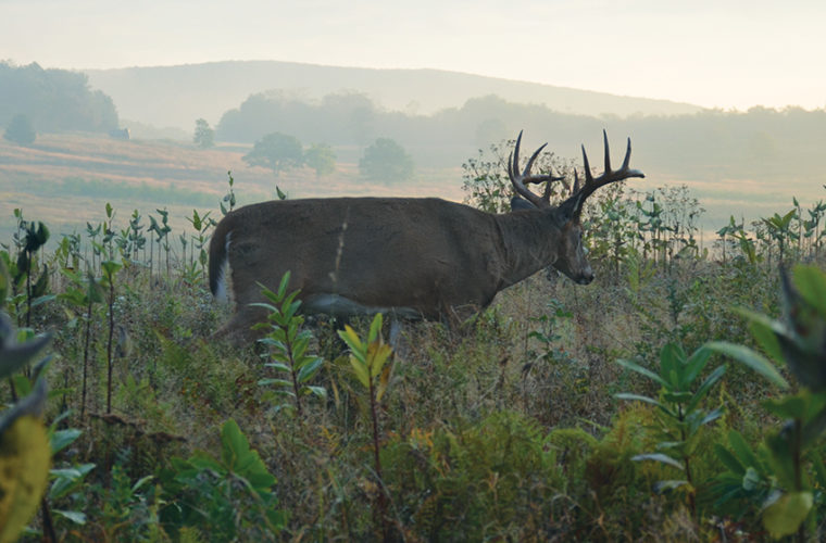 buck movement mystery lead Deer Movement is a Mystery. Stop Trying to Solve It.