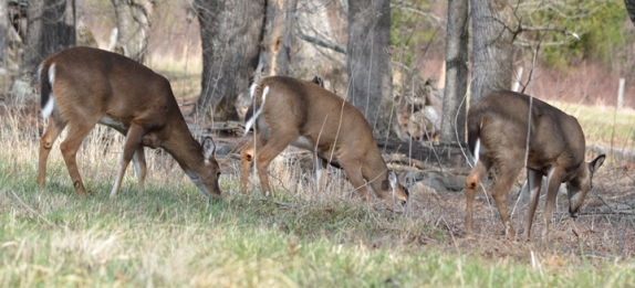 white tailed deer buck and doe