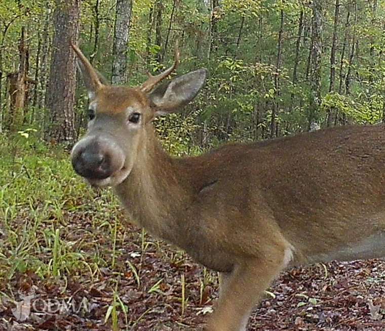 bullwinkle deer mystery lead A New Clue in the Unsolved Mystery of Bullwinkle Deer
