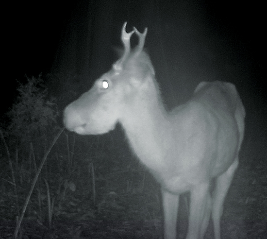 bullwinkle deer night A New Clue in the Unsolved Mystery of Bullwinkle Deer