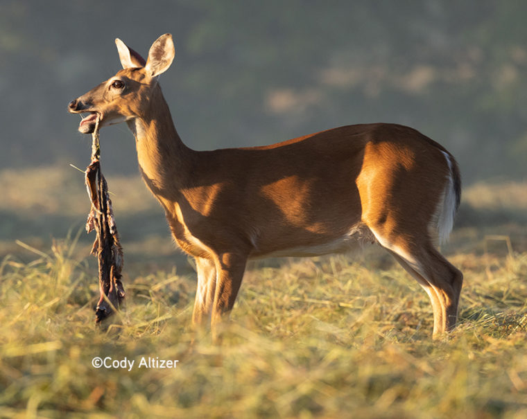 giving baby whitetail deer