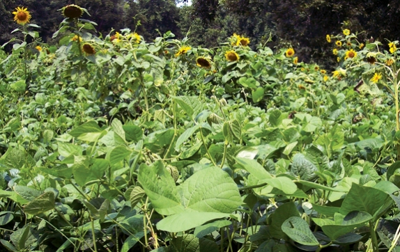 cowpeas_lab_lab_sunflower_1_574_362_s