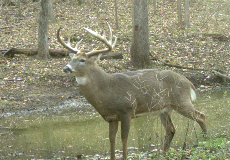 Hunters: Look for signs of illness in deer - White-Tailed Deer Management