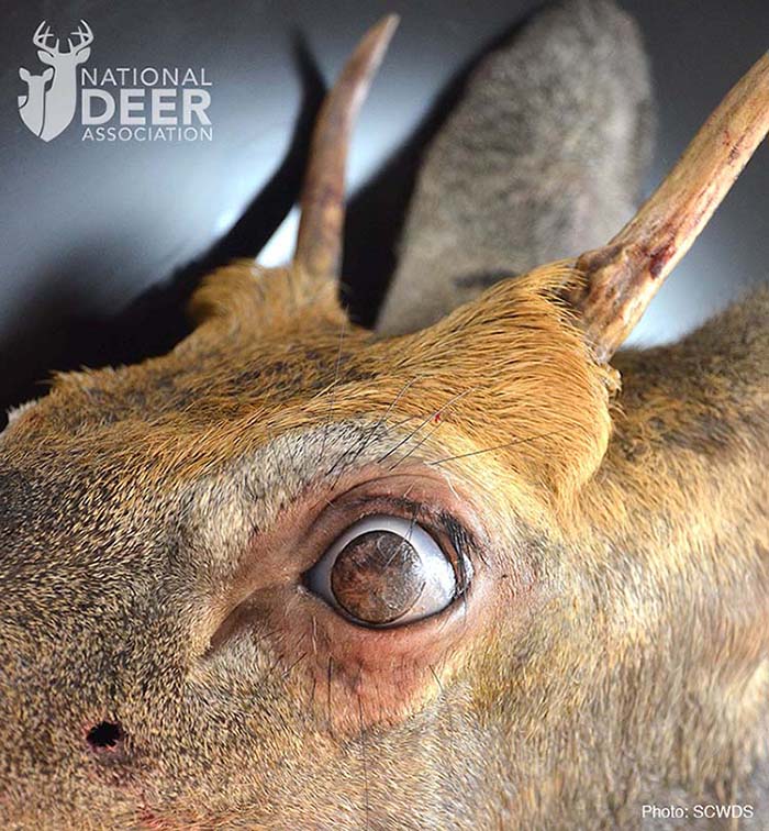 whitetail deer eyes