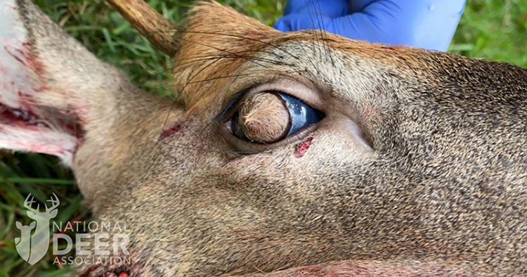 whitetail deer eyes