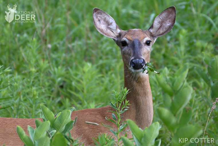 What do white on sale tailed deer eat