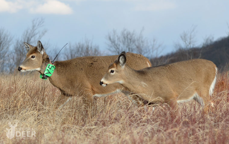 Decline in Hunting Threatens Conservation Funding