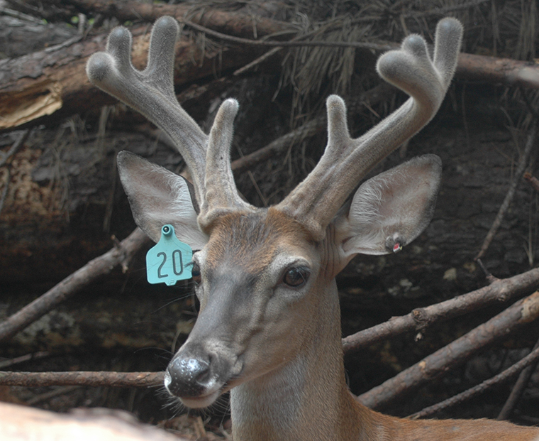 An Unusual Buck Skull Shows Us the Starting Line for Antler Growth