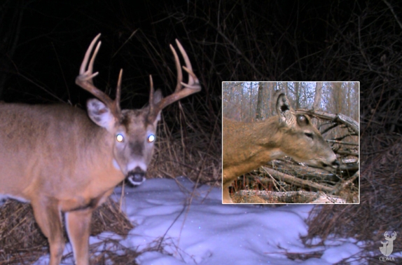 It's Key Deer antler-shedding time!” (4/1/22)