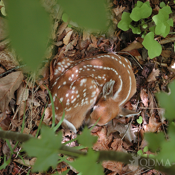 giving baby whitetail deer