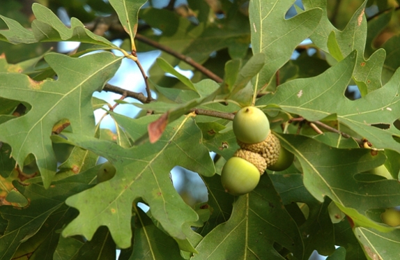 Mast year for acorn production in the Northwoods