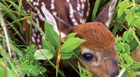 Young deer fawn being bathed during rehabilitation and medical