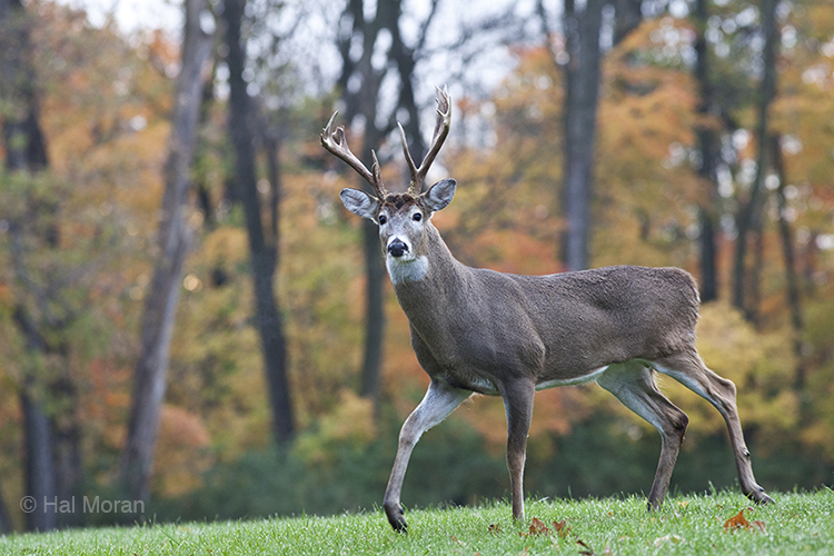 If You Pass A Mature Buck Will He Grow Bigger Antlers National Deer 