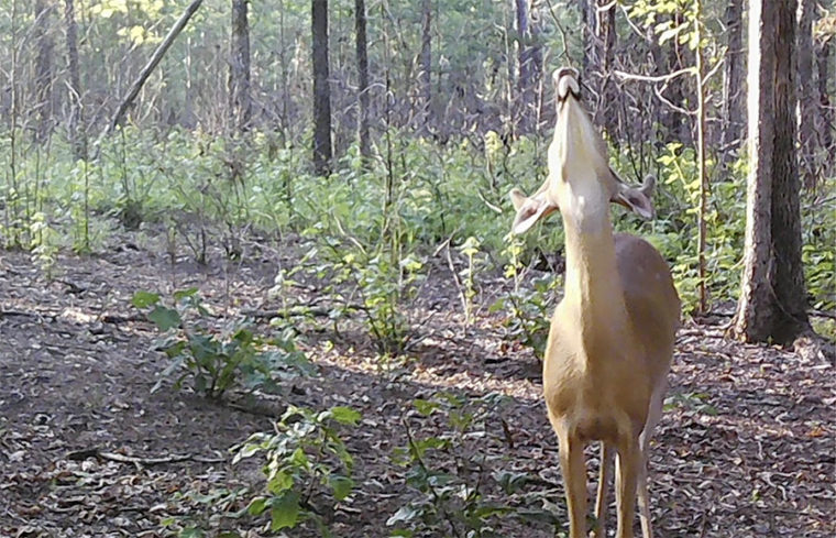 mock scrape summer buck 3 Great Spots for Public Land Trail-Cameras