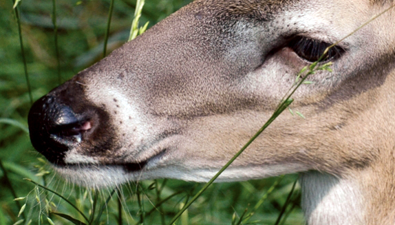 To Kill Mature Bucks Reveal the Wind National Deer Association