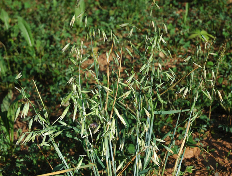oats lead alternate Food Plot Species Profile: Oats