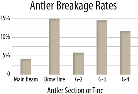 Oh Snap! Which Parts of Deer Antlers Break Most Often?