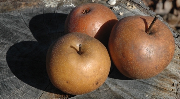 pears_for_deer_574_316_s