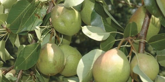 pears_qdma