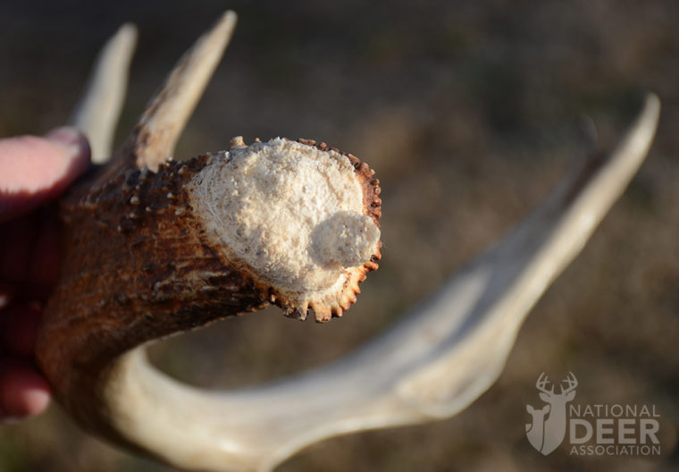 Part 2: A Close Look at an Antler, Autumn 2019