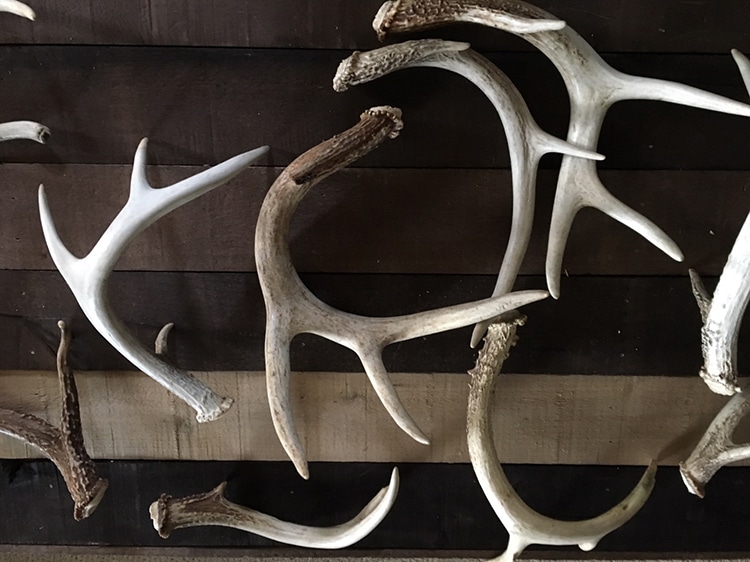 How Valuable Are Shed Antlers?