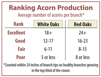 ranking_acorn_production_2
