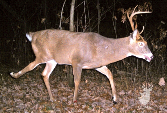 Can a Deer Survive With a Broken Back Leg 