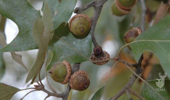 Time to go nuts: Va. officials on hunt for acorn donations