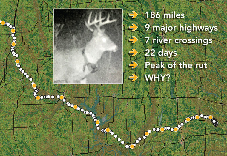 How Far Will a Deer Travel? Exploring the Distance and Habitats of Deer