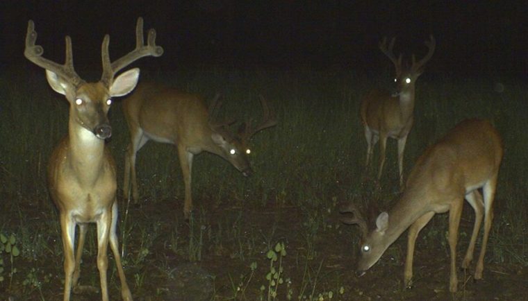 the biology of bachelor groups large The 3 Biggest Obstacles to Early-Season Deer Hunting