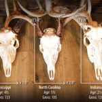 Why Are These 3 Whitetail Bucks So Different in Size?