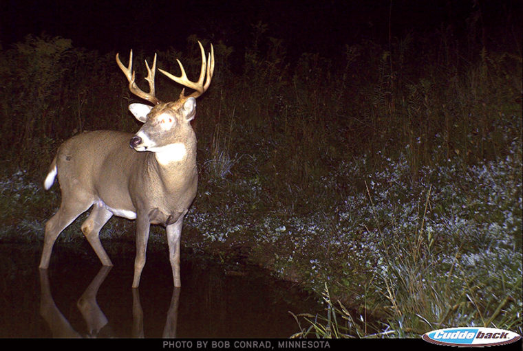 deer on trail camera