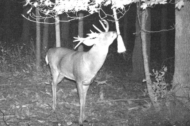 Get Bucks on Camera, No Bait Required | National Deer Association