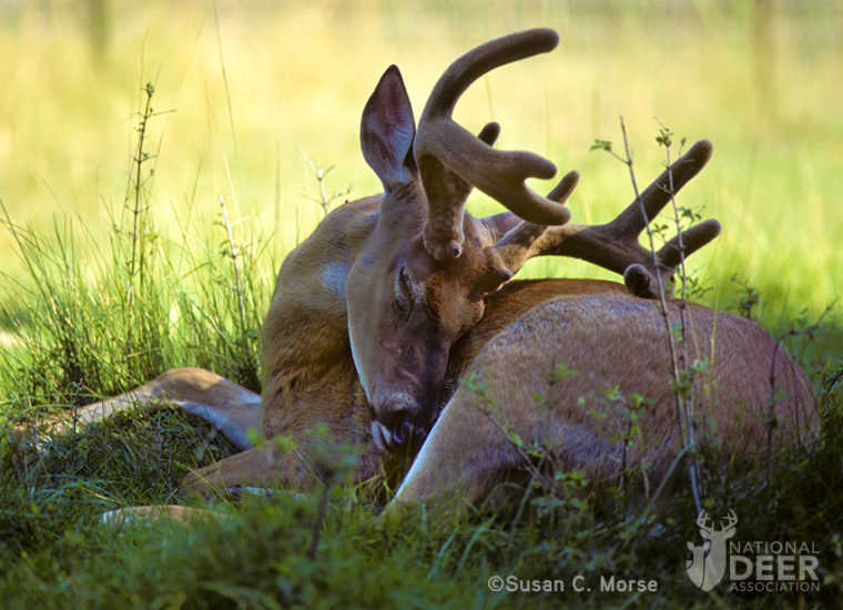 What Do Deer Do in the Middle of the Day?