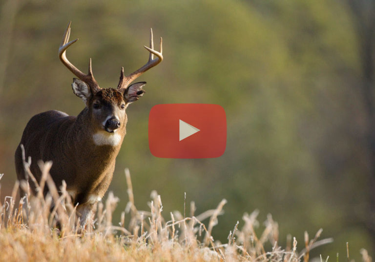 Deer Hunting 101 YouTube Series National Deer Association