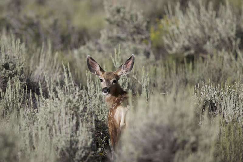 Recovering America’s Wildlife Act Takes Giant Step Forward with House ...