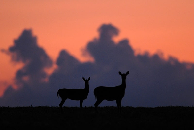 Deer Print Royalty-Free Images, Stock Photos & Pictures, Shutterstock in  2024