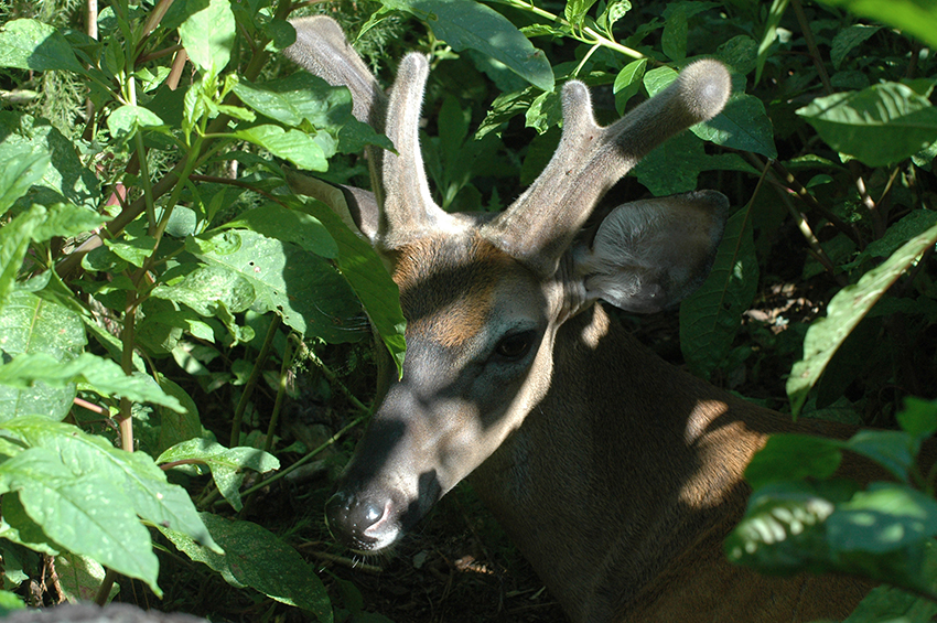 New Large Real Tree Edge Plank WHITE-TAILED DEER on This 100