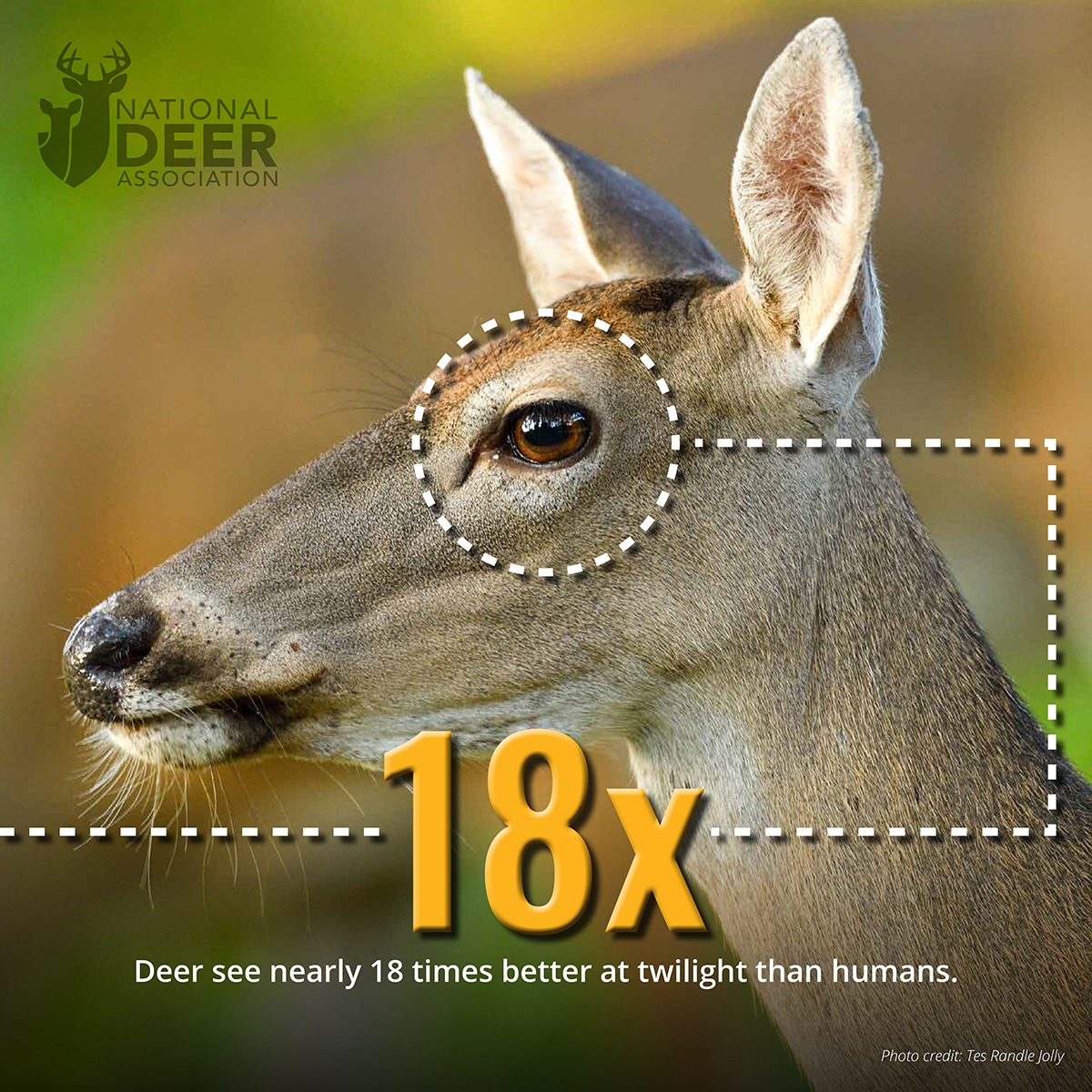 18x deer vision 7 Facts About Deer Vision Hunters Should See