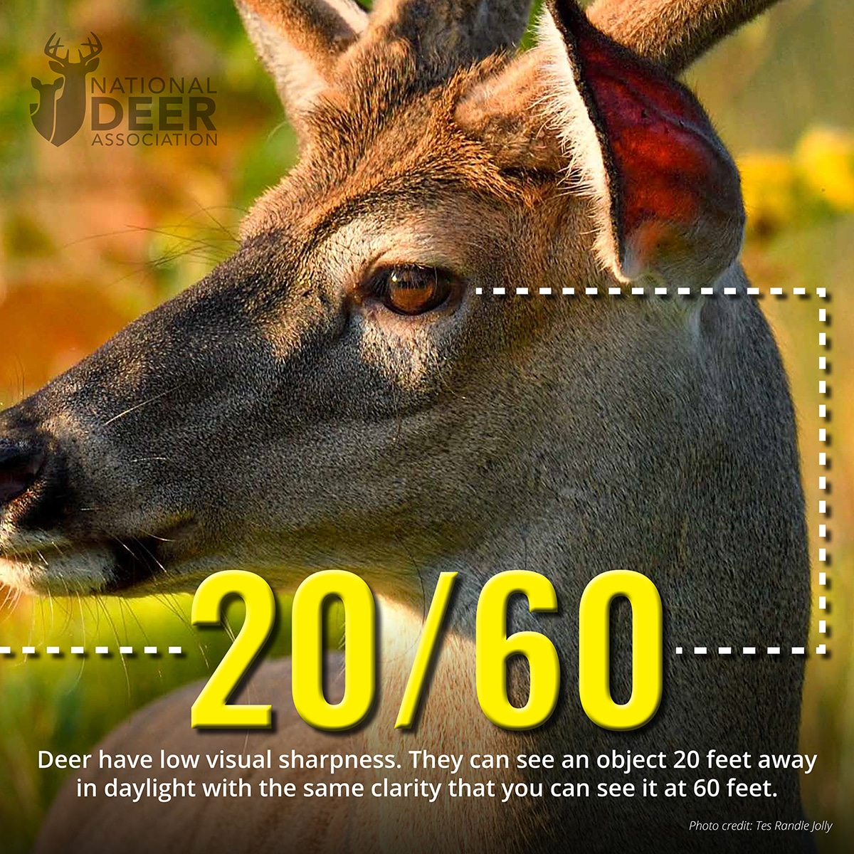 20 60 deer vision 7 Facts About Deer Vision Hunters Should See
